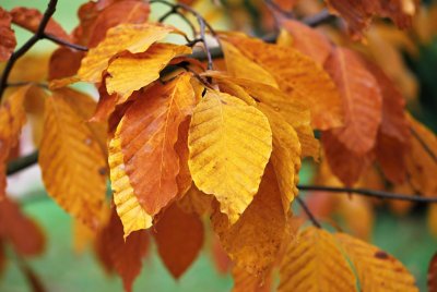 Fagus orientalis - buk východní - list podzim